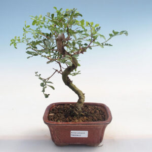 cây-ho-tran-bonsai