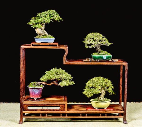 Lịch sử nghề trồng bonsaii