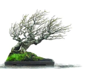 cây cảnh thế bạt phong