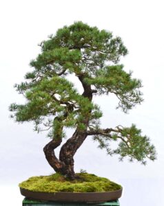 cây cảnh thế mẫu tử