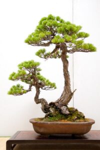 cây cảnh thế phụ tử