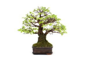 cây cảnh thế chữ vương chữ tường