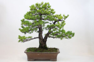 cây cảnh thế huynh đệ