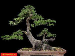 cây cảnh thế lão mai