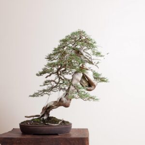 cây cảnh thế long uốn thủy