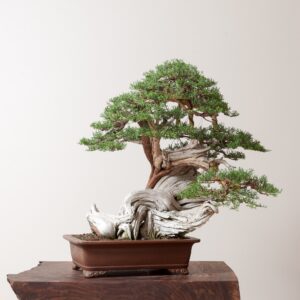 cây cảnh thế long đàn phượng vũ