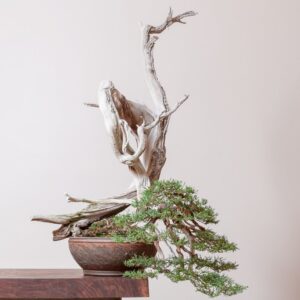 cây cảnh thế long giáng