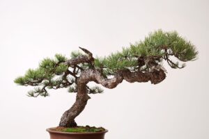 cây cảnh thế long thăng