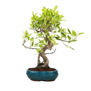 cây cảnh thế mai nữ