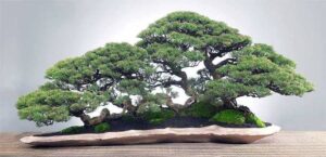 cây cảnh thế ngũ phúc