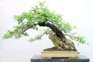 cây cảnh thế suy phong