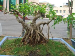 cây cảnh thế tam đa