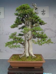 cây cảnh thế trực liên chi