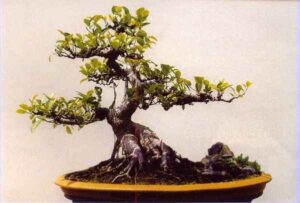 cây cảnh thế trung bình ngay