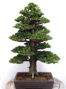 cây cảnh thế tùng thập