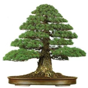 cây cảnh thế vũ trụ
