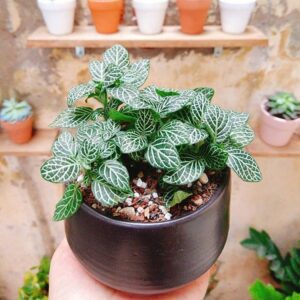 Cẩm nhung xanh (Fittonia)