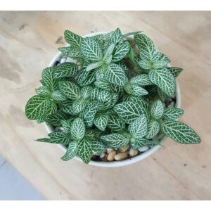 Cẩm nhung xanh (Fittonia)