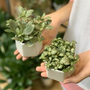 cây cẩm nhung xanh Fittonia