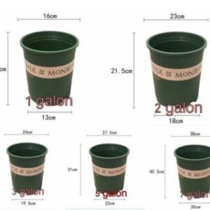 Chậu hoa hồng nhiều kích thước
