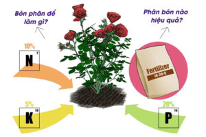 Bón phân cho hoa hồng
