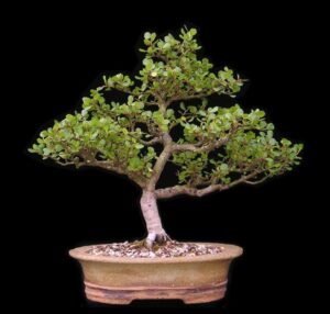 Cây dương lùn bonsai