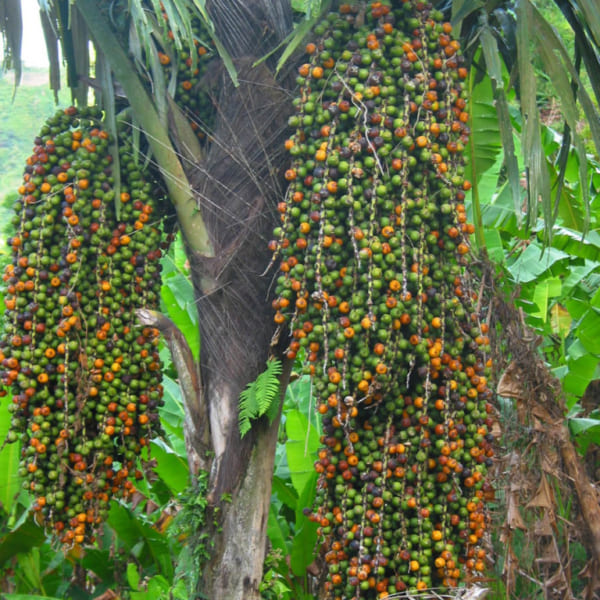 Cây đủng đỉnh