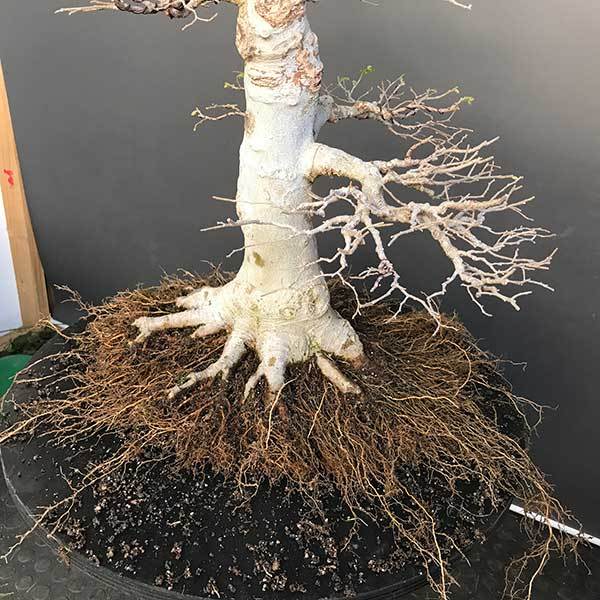 bộ rễ tạo một tác phẩm bonsai