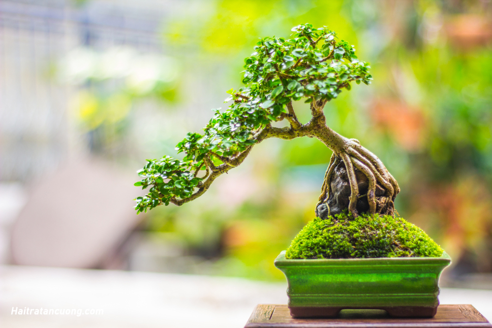 bonsai là gì khái niệm về bonsai