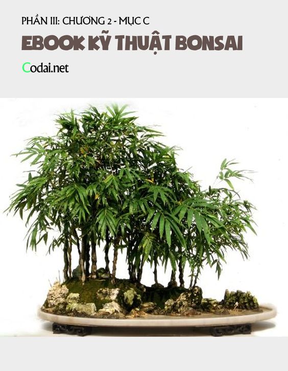 Các dáng bonsai của nhóm nhiều thân khác gốc