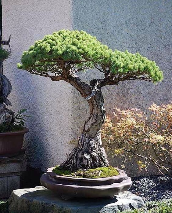 Các dáng bonsai của nhóm một thân
