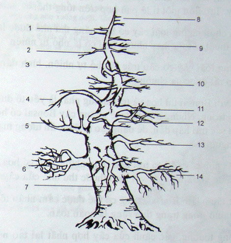 Chọn cành bonsai