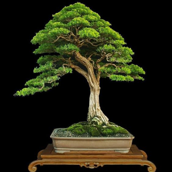 Chọn lá bonsai