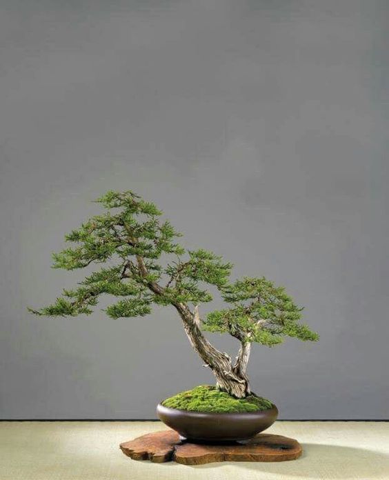 dáng cơ bản của bonsai
