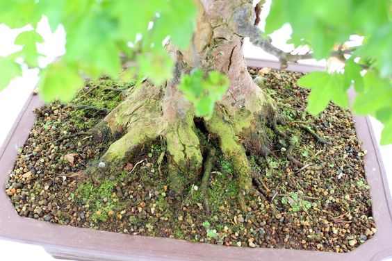 Quy ước về cây để tạo một tác phẩm bonsai chọn bộ rễ