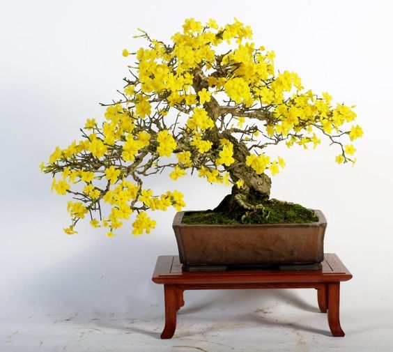 Quy ước về cây để tạo một tác phẩm bonsai