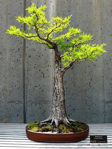 Quy ước về chọn chậu bonsai