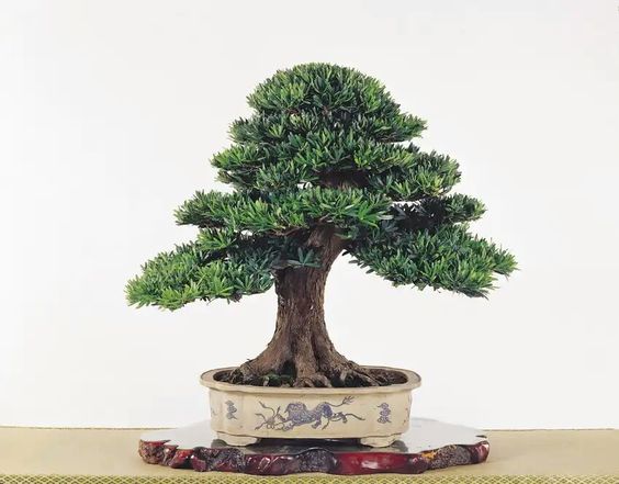 sự hài hòa làm bên một tác phẩm bonsai đẹp