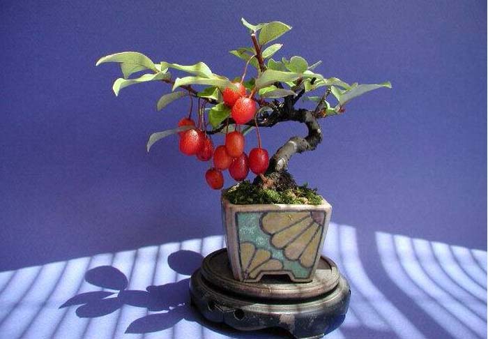 Trái tạo một tác phẩm bonsai