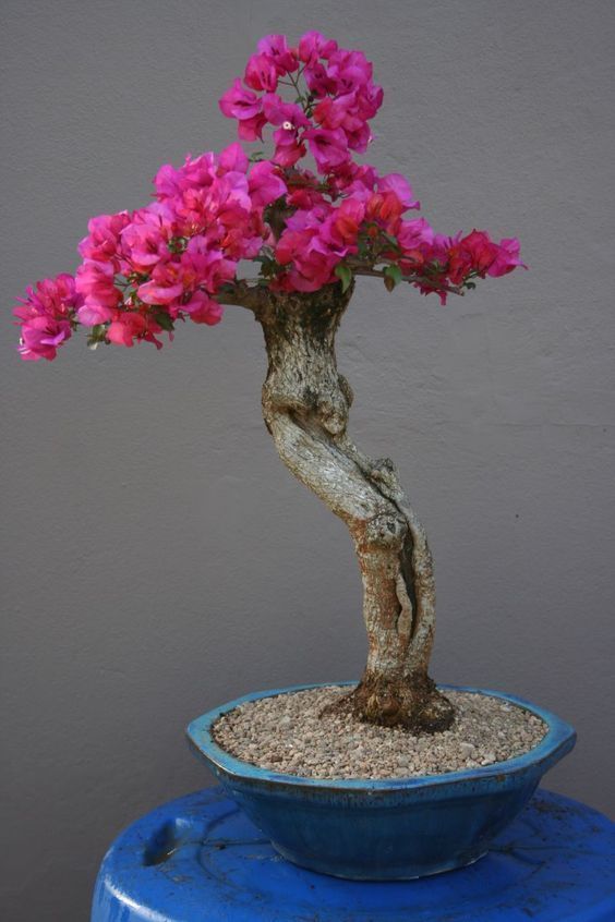 Xác lâp thân cây bonsai