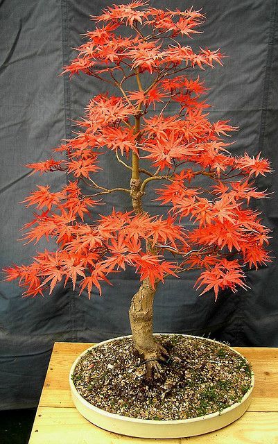 Những kiểu thân bị lỗi