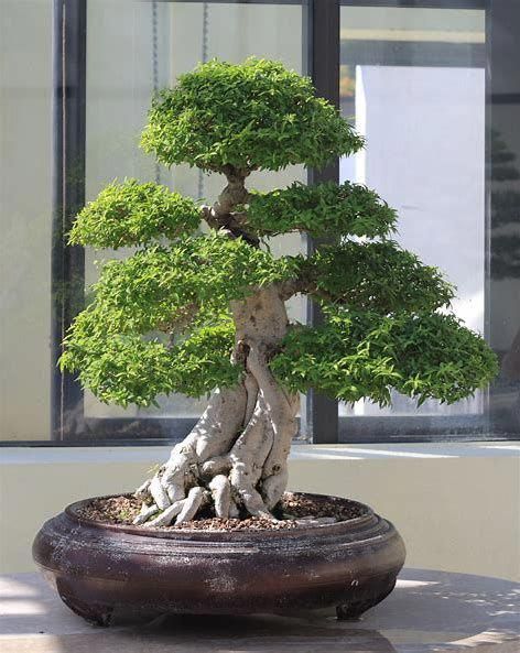 xác lập kiểu thân cho Bonsai