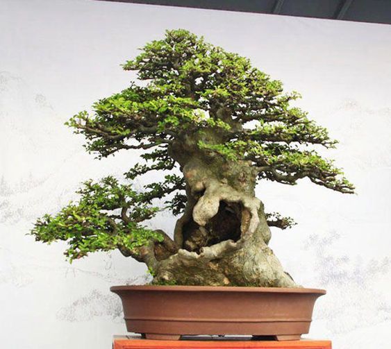 https://bonsaimientay.com/lot-vo-ky-thuat-lao-hoa-bonsai/