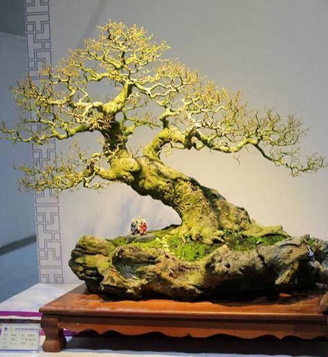Cắt tỉa tạo dáng bonsai