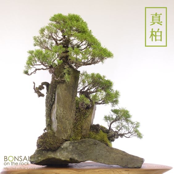 dáng bonsai kiểu phong cảnh