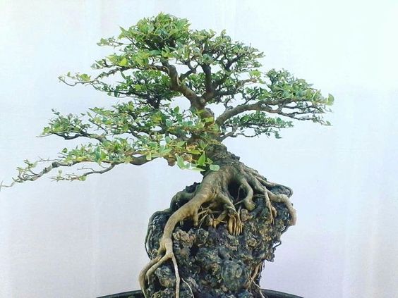 kỹ thuật trồng cây bám đá cho bonsai