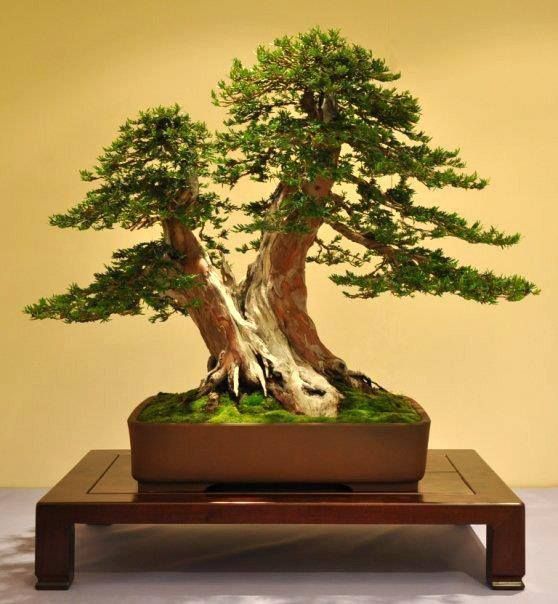 lột võ kỹ thuật lão hóa bonsai