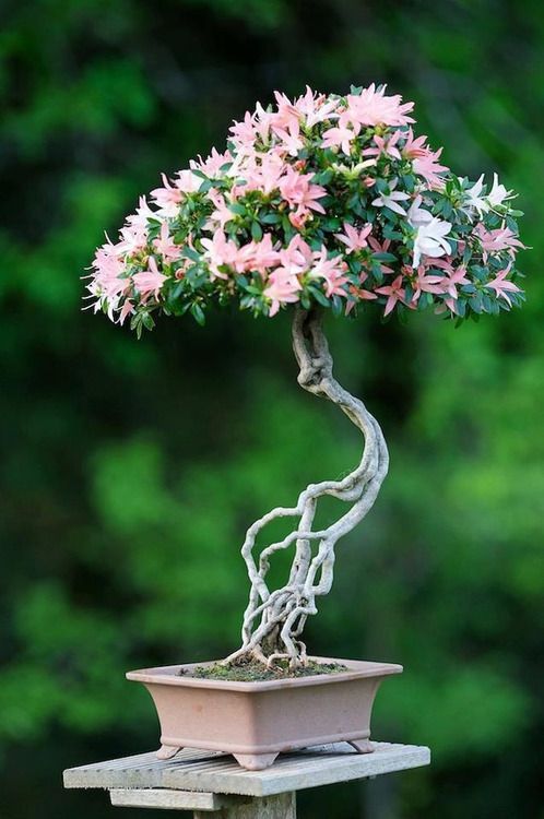nơi trưng bày bonsai