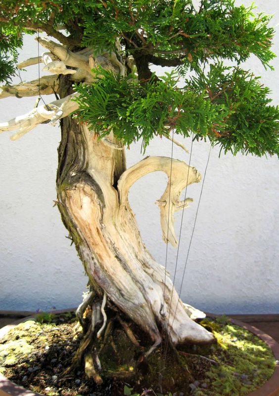 Tạo đỉnh chết (JIN) kỹ thuật lão hóa bonsai