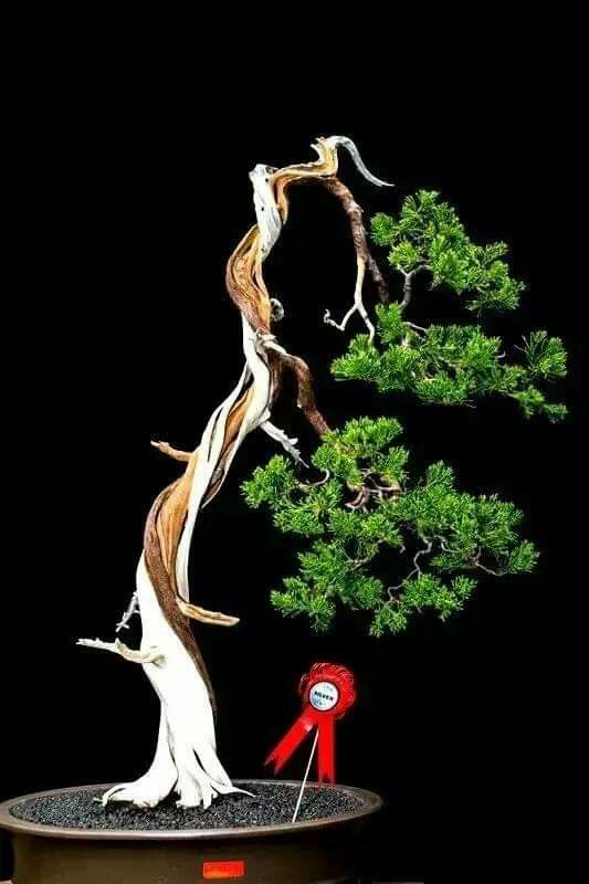 thẩm định và thưởng thức bonsai